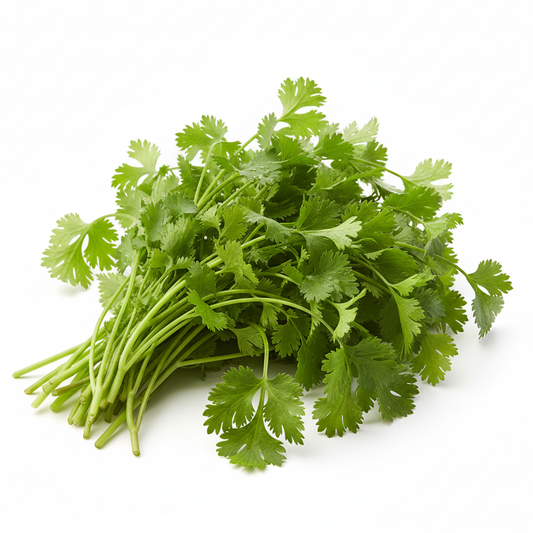 Fresh Coriander Bunch