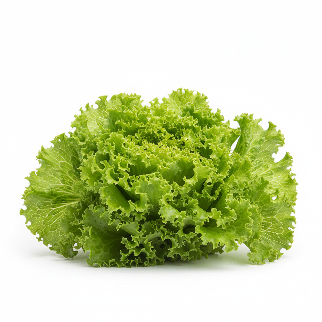Fresh Lettuce Head
